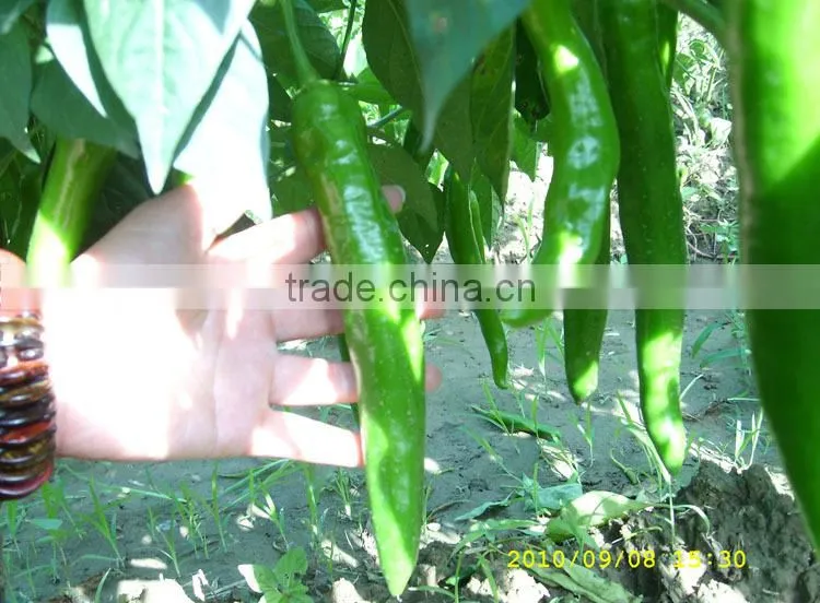powder Pseudomonas fluorescens for bio fungicide,pesticide,virucide