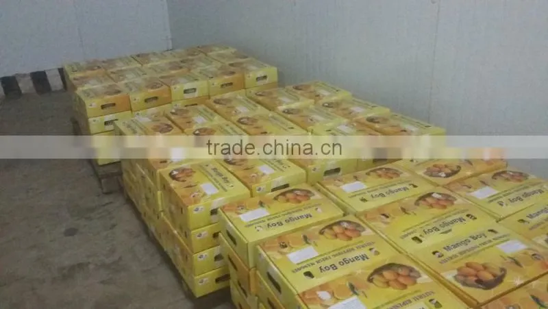 Fresh Alphonso Mangoes Exporters in India