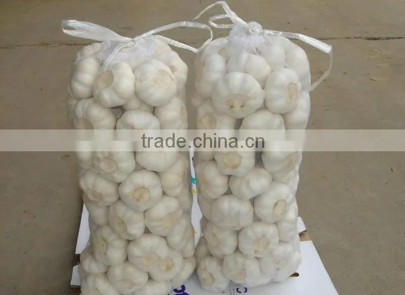 fresh garlic for the international market