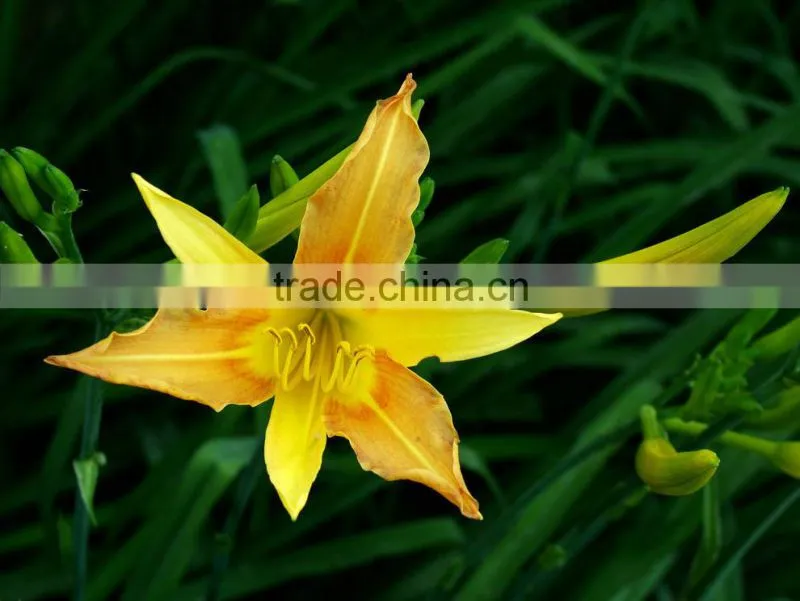 Dried Natural Wild Vegetable Daylily Edible Flower