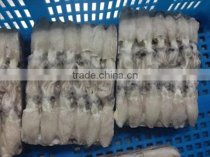 Frozen IQF north China baby squid