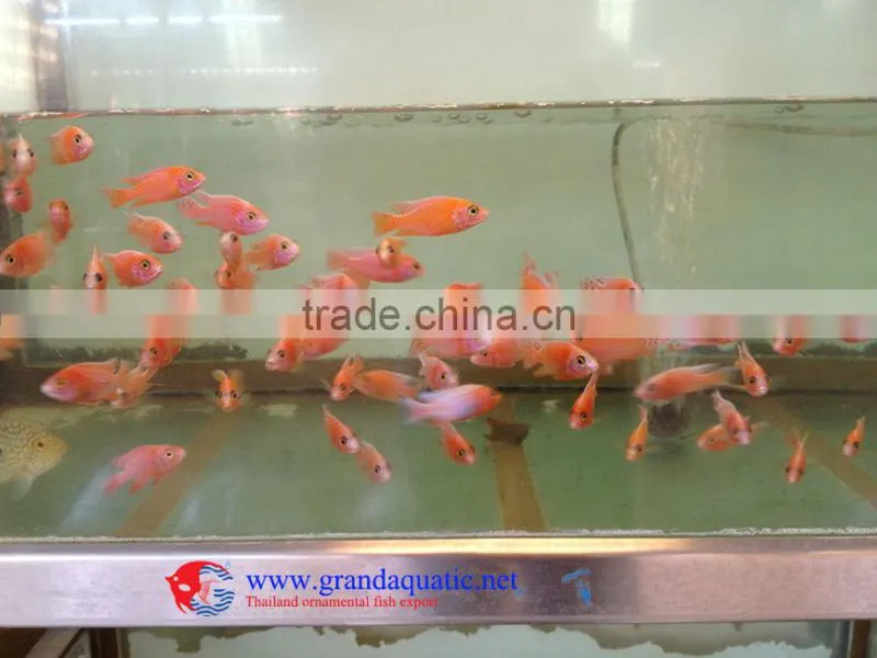 Aquarium Freshwater Fish