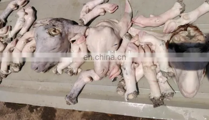 Automatic stainless steel sheep head unhair machine/sheep feet and head unhairing machine for sale