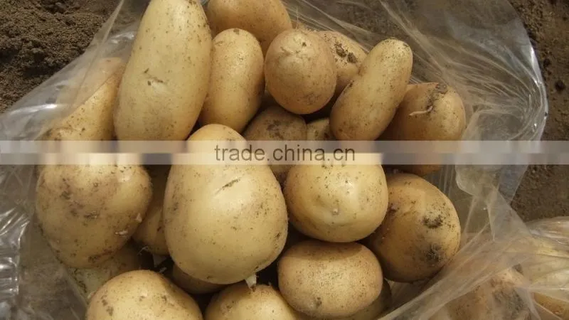 2015 potato with good price