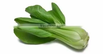 Organic fresh Chinese Cabbage Pack Choi