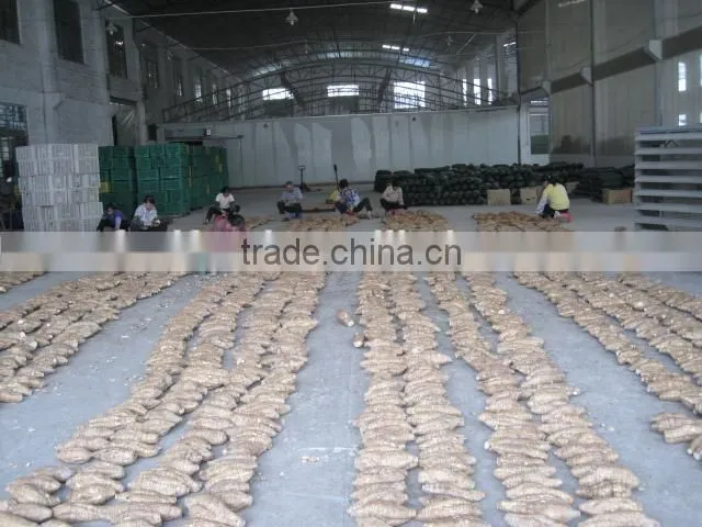 Chinese vegetable fresh arrow root on sale