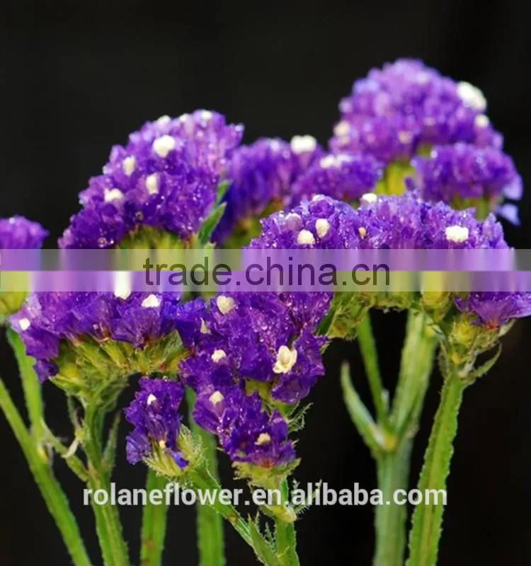 fresh cut Myosotis sylvatica flower to delivery everywhere