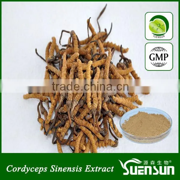 cordyceps sinensis powder 30% cordyceps polysaccharide cordyceps extract