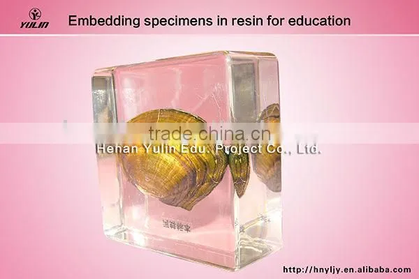 3D primary school standard toad specimen for biology teaching