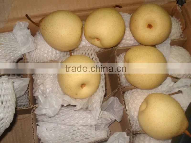 New crop ya pear of China fruit with best quality