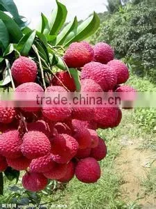 Canned lychee whole in heavy syrup 425g