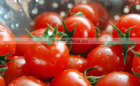 210g Tomato Paste Factory