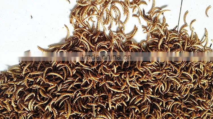 Microwave Dried Mealworms for Reptiles ;China Products Dried Mealworms