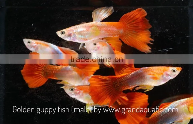 Golden guppy for Freshwater Aquarium fish export company from Thailand