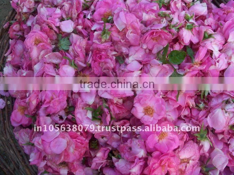 Rose Absolute oil