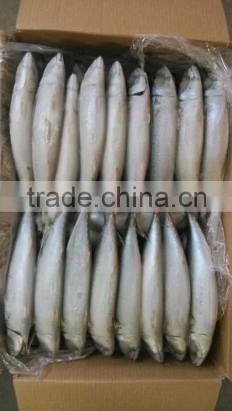 Frozen Mackerel 150-200g 200-300g 300-400g