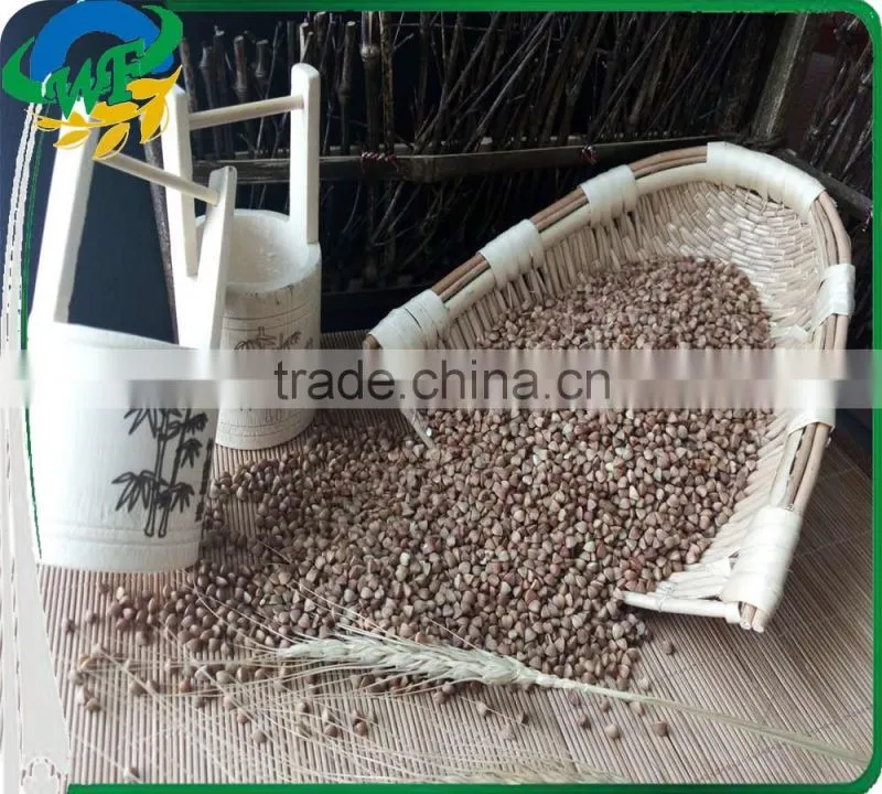 Chinese non gmo new crop Roasted Buckwheat Kernel for georgia wholesale