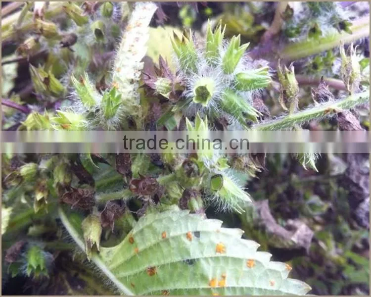Hot Sale Health Cooking Oil High Quality Cold Pressed Perilla Seed Oil