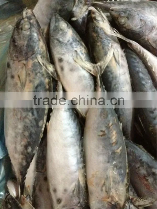 frozen bonito