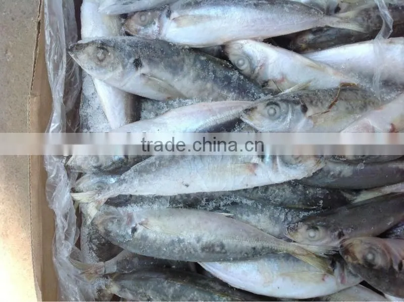 High quality frozen round scad(Decapterus Maruadsi).