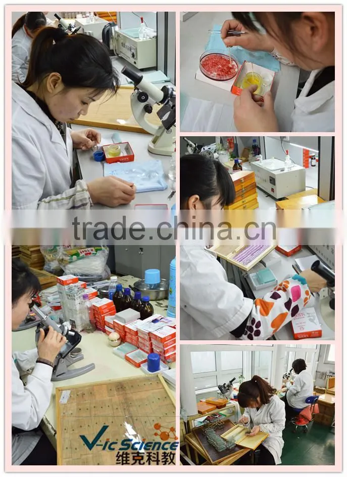 Factory supplier 50 pieces biology slides plastomer box