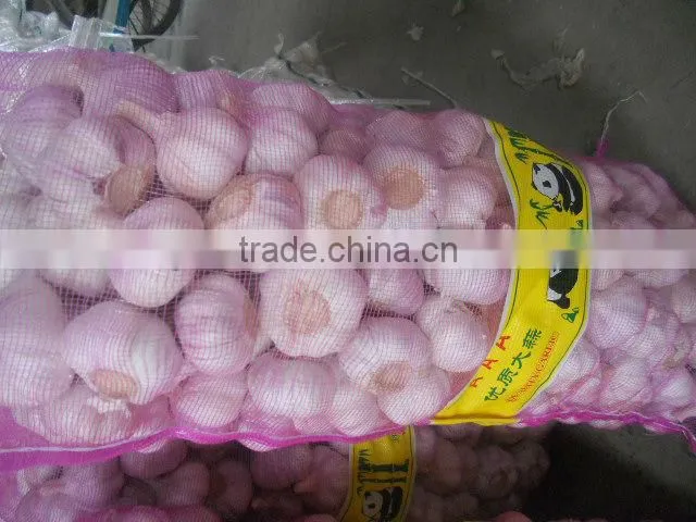 2013 crop natural garlic ,good quality new garlic