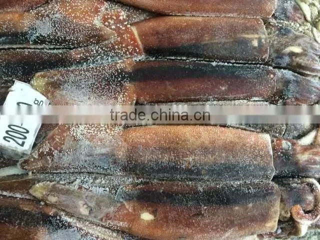 Frozen Squid whole Argentina Illex