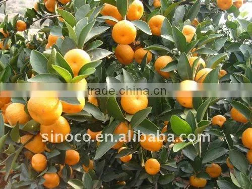 Baby Mandarin in China