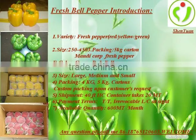 2013 NEW CROP FRESH BELL PEPPER
