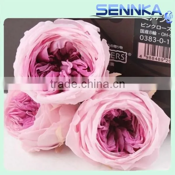 Wedding Favors Preserved Austin Rose Flower Wholesale Approximately 4.5cm Diameter