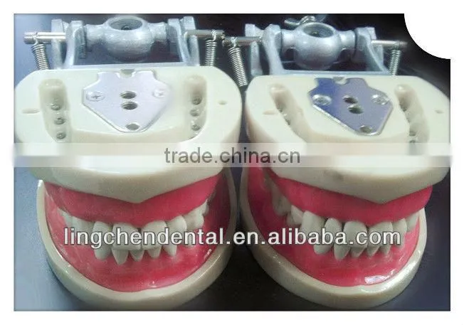 Dental Teeth Models