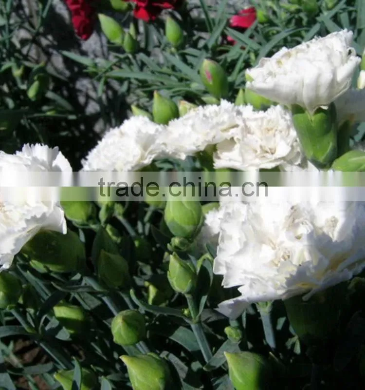 Cheap Snow White fresh cut carnation flowers