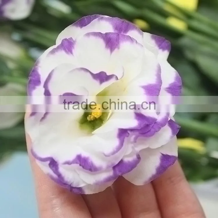 Special antique bug bud eustoma