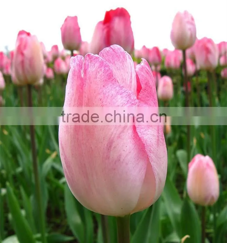 export wedding decorative fresh flower hot pink tulip
