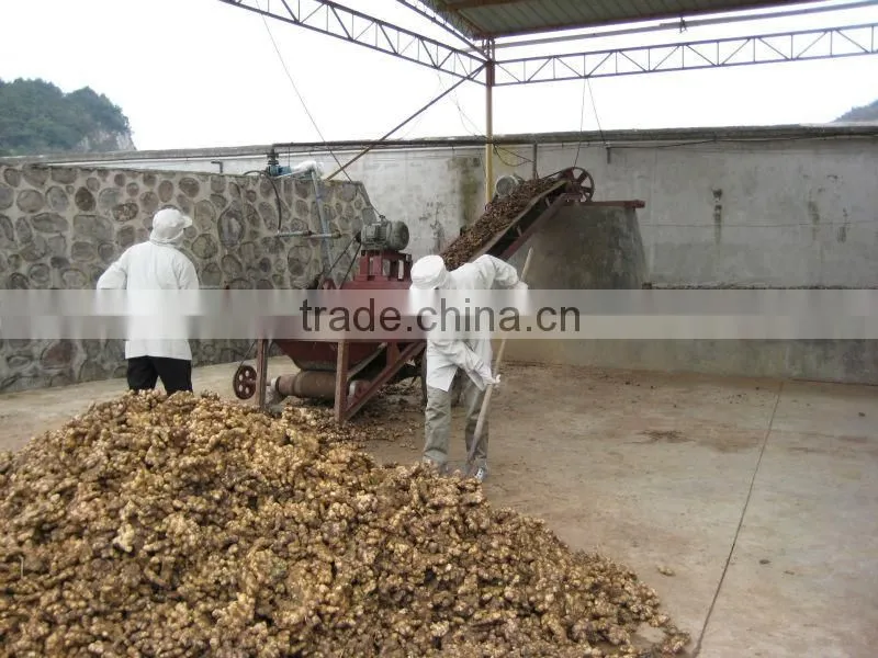 Dried ginger whole spices exporter