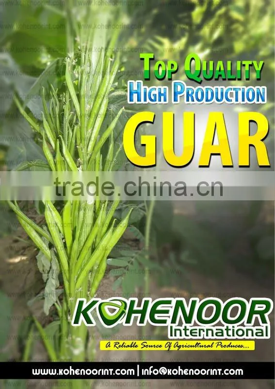 Guar Beans for sowing
