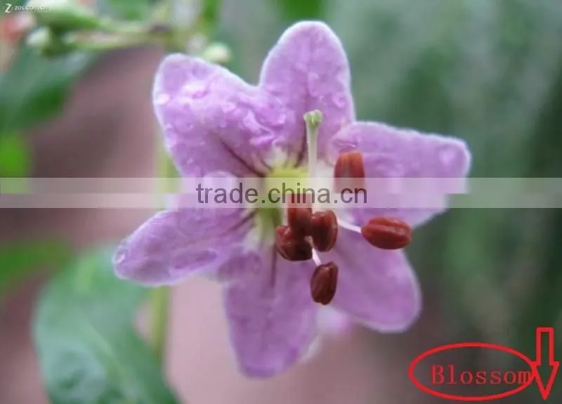 Dried Goji Berry Organic Goji Berries