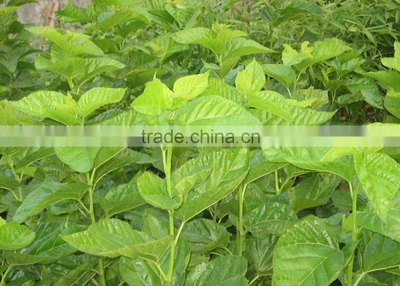 hamdard medicines sang ye dried Mulberry leaf