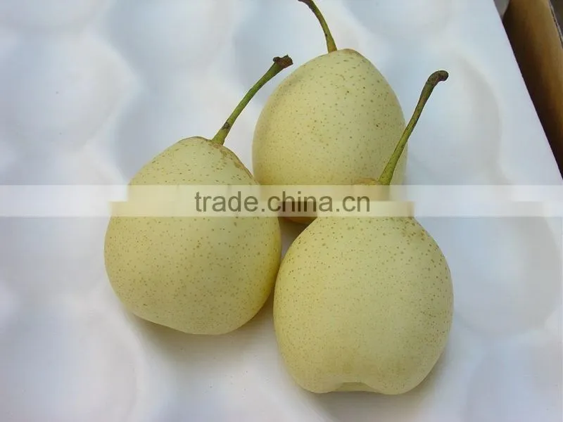 Fresh Shandong Pear 60-70-80 in 15kg Carton