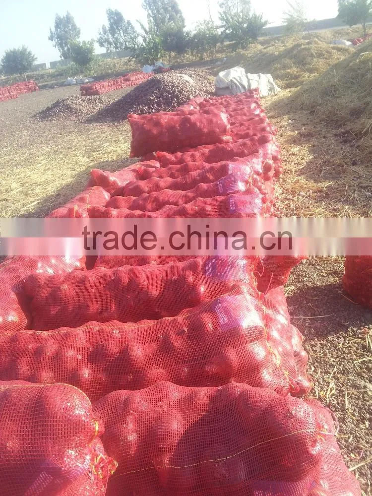 Fresh yellow onion exporters in Egypt