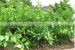 Pomelo, Shaddock tree seedlings