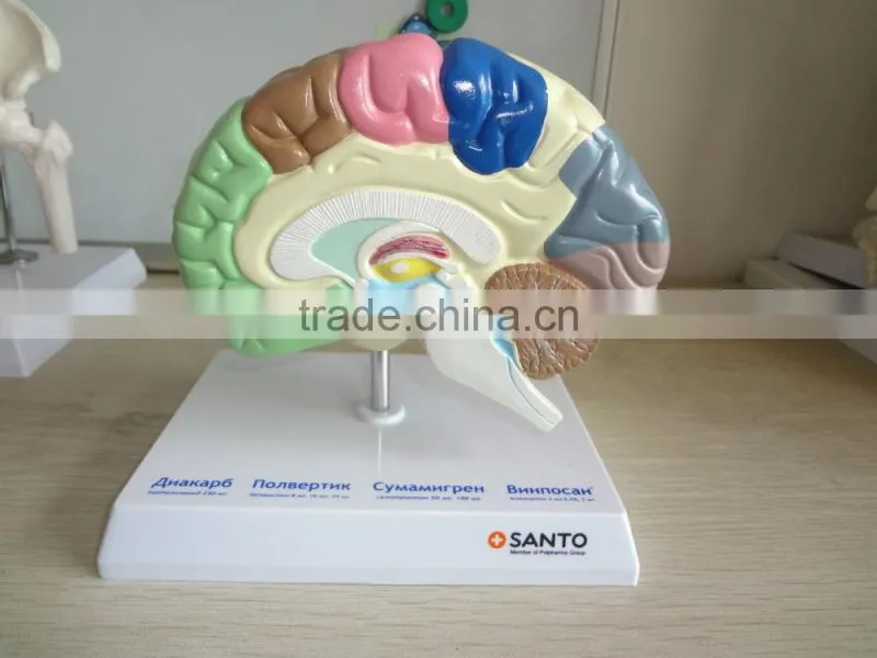 Anatomical Human Brain Model