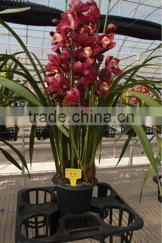 Cymbidium China