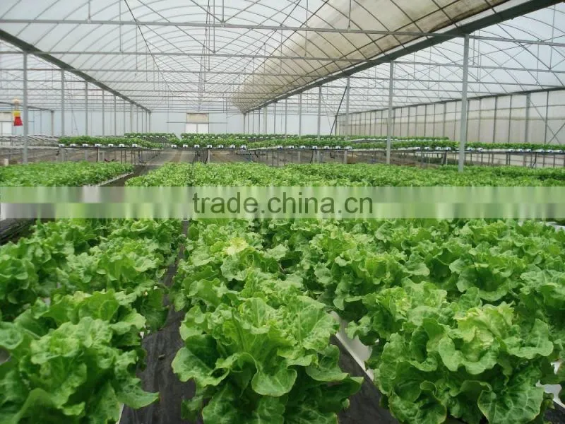 Arch anti-freezing solar greenhouse
