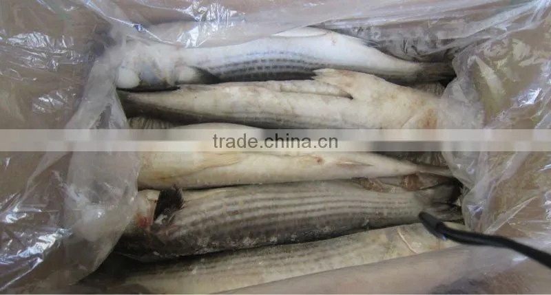 Frozen mullet roe