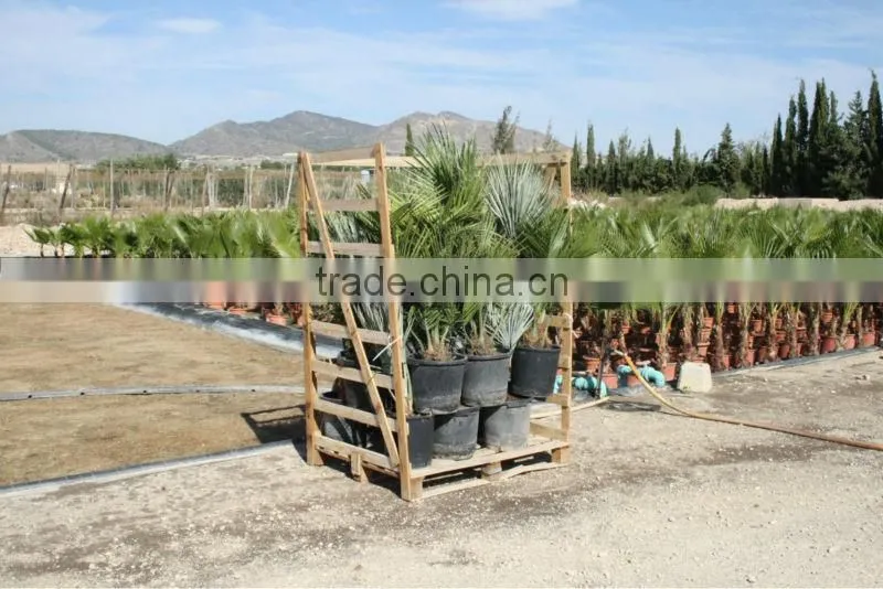Bismarckia Nobilis - from 75/100 plant height in 8 liters pot