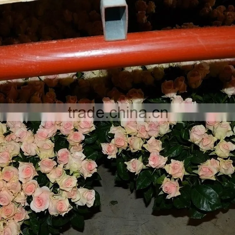 Colorful hotsell green gypsophila