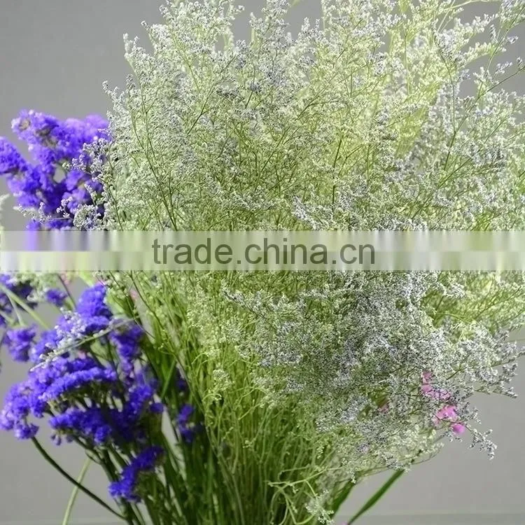 Special unique cut flower limonium