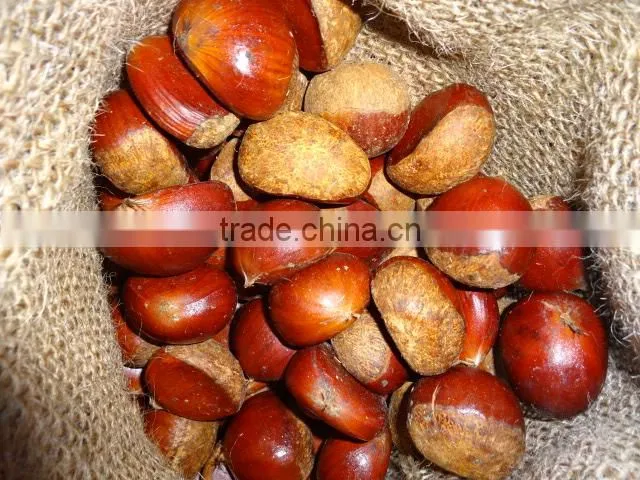 2015 crop Chinese Shandong origin fresh chestnut for export
