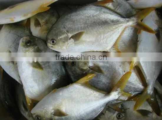 frozen golden pomfret fish